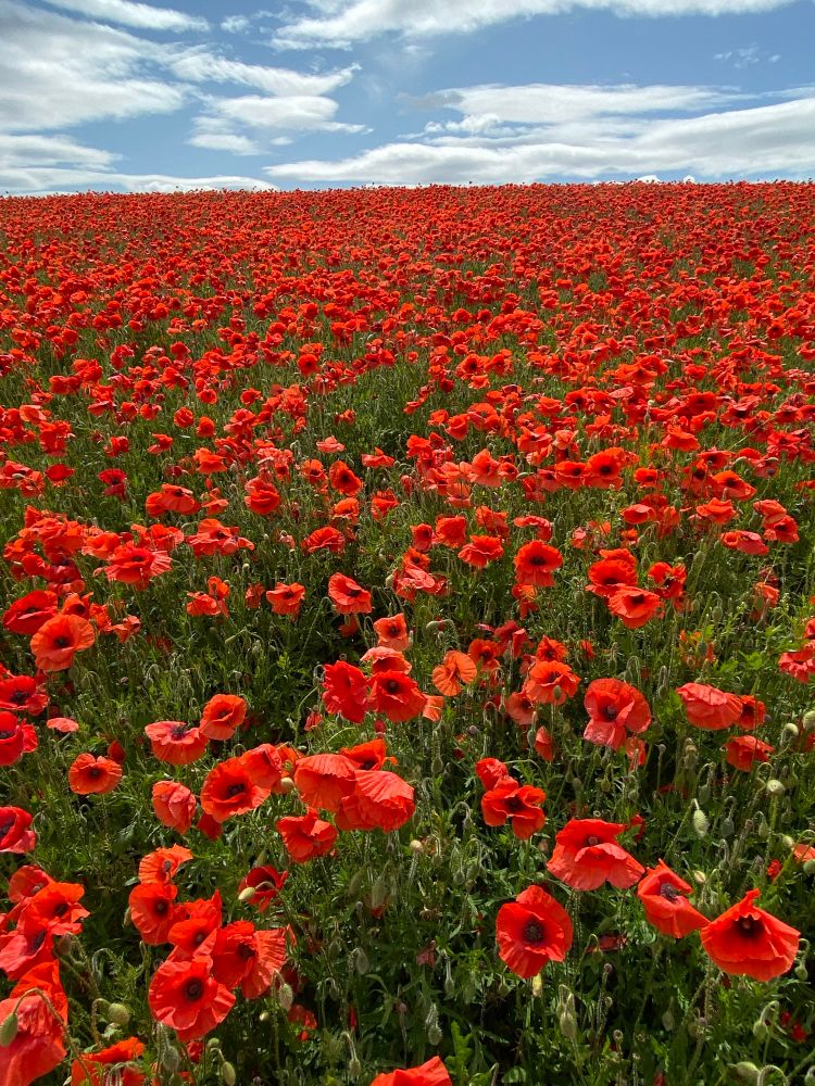 Field packed full of bright red poppies against a blue sky with white clouds