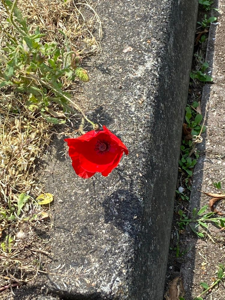 Bright red Poppy growing at kerb side 