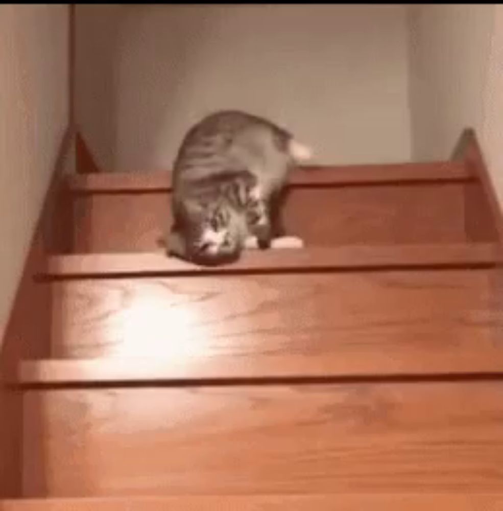 a cat is walking down a set of wooden stairs .