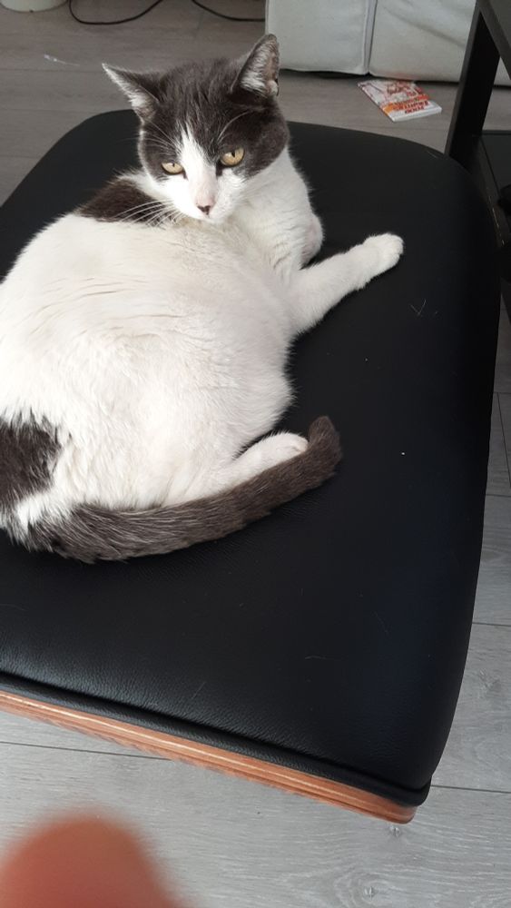 Sidonie, chatte de prestige supérieur de 13 ans affalée sur un pouf en cuir