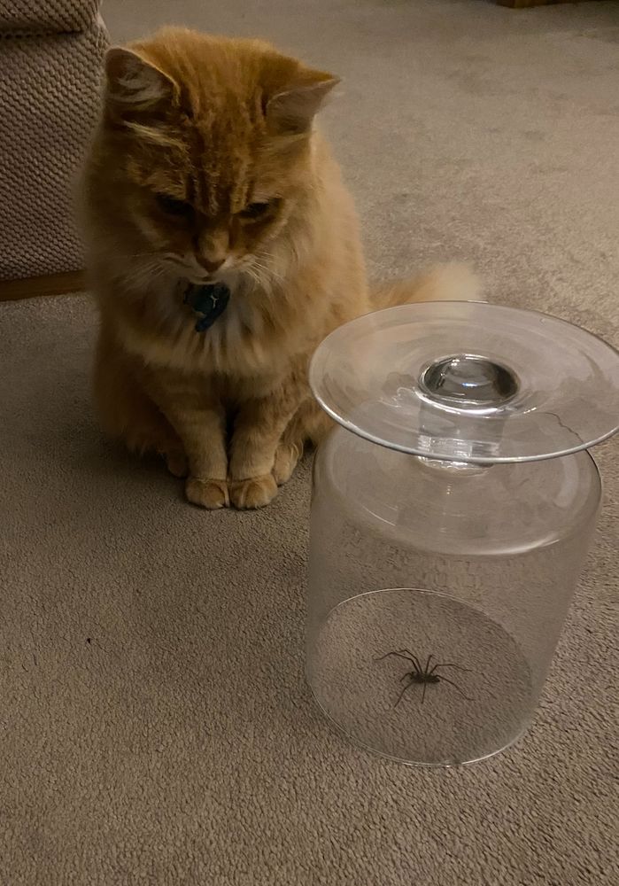 A ginger cat looking at a spider on a carpet trapped by a glass candle holder