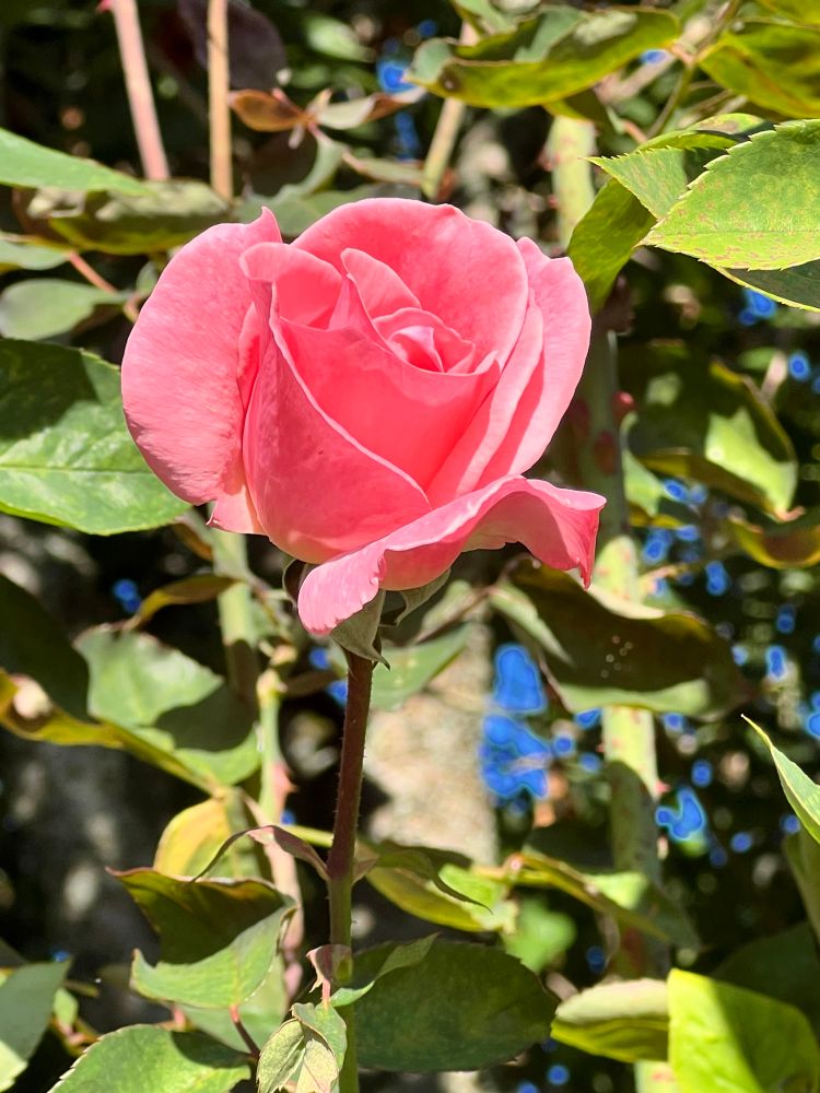 Roses still blooming in mid October!