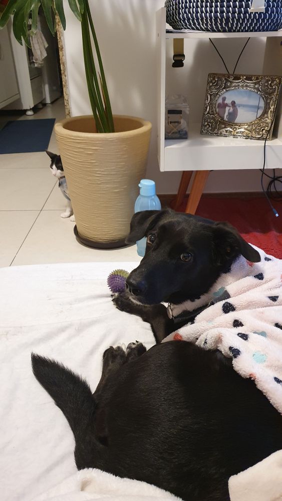 Cachorra de pelos pretos, olhos caramelos, mancha branca no peito. Nas patinhas tem as pelos brancos nas pontinhas. Tem uma barbinha branca. Vestida com roupa rosa com corações azuis em diferentes tons. Deitada ao lado de uma bolinha de cor roxa e verde.