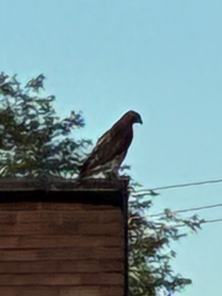 Red-tailed hawk in profile, looking down from a building on Brilliant Ave after finishing its meal and fleeing an angry mob of birds in the park