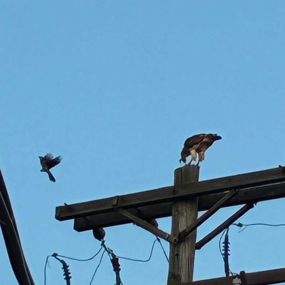 A red-winged blackbird attacking a red-tailed hawk perched on a telephone pole, eating 
