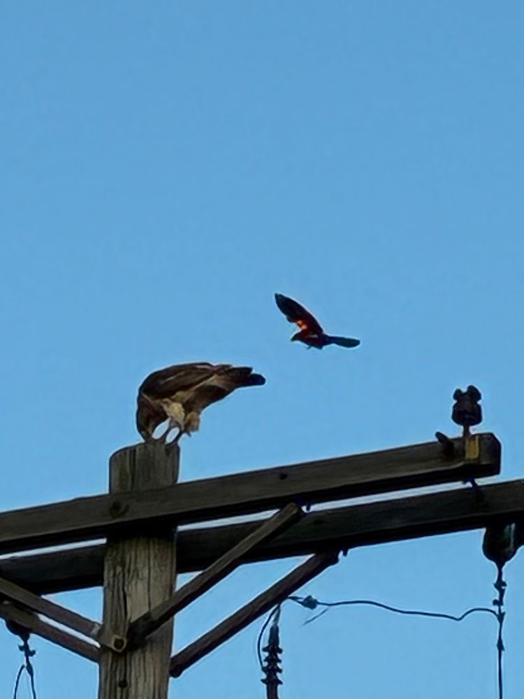 A red-winged blackbird attacking a red-tailed hawk perched on a telephone pole, eating 