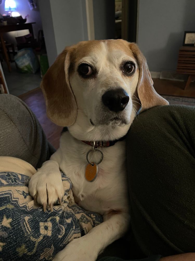 A tricolor beagle looking attentively at the camera, with his front paws on the couch