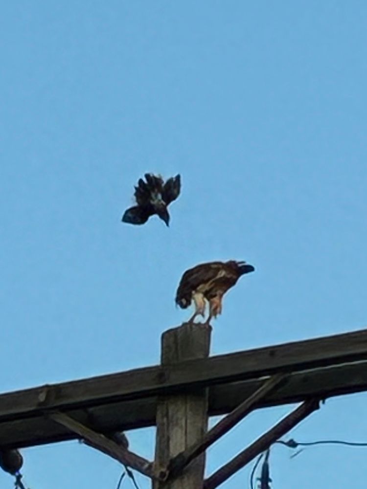 A red-winged blackbird attacking a red-tailed hawk perched on a telephone pole, eating 
