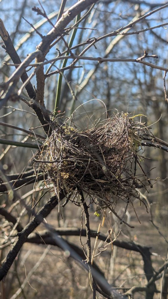 The beginnings of a bird's nest.