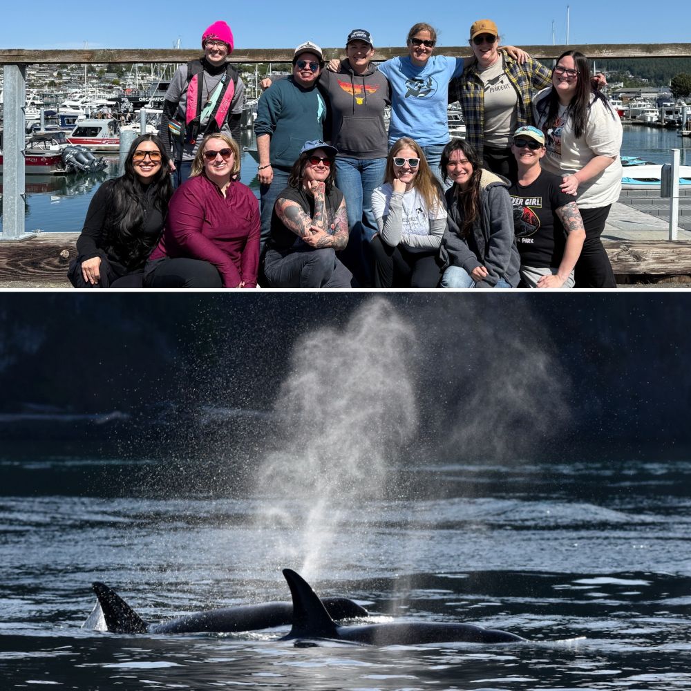 A smiling group of happy whale watchers and an image of two killer whales surfacing, their blows backlit