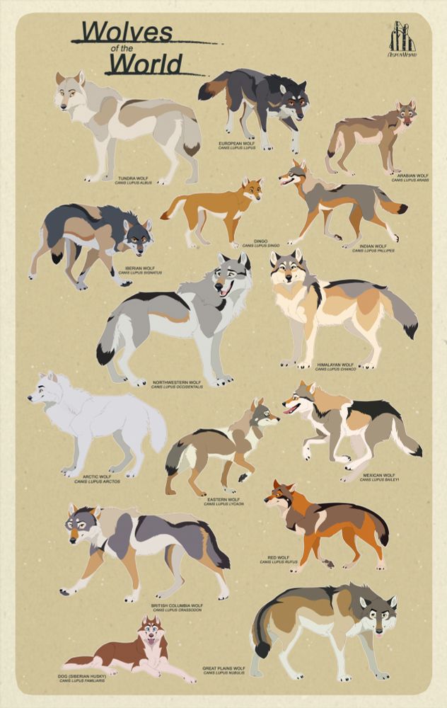 A "scientific" poster showing 15 different subspecies of canis lupus in a semi-toony style. 