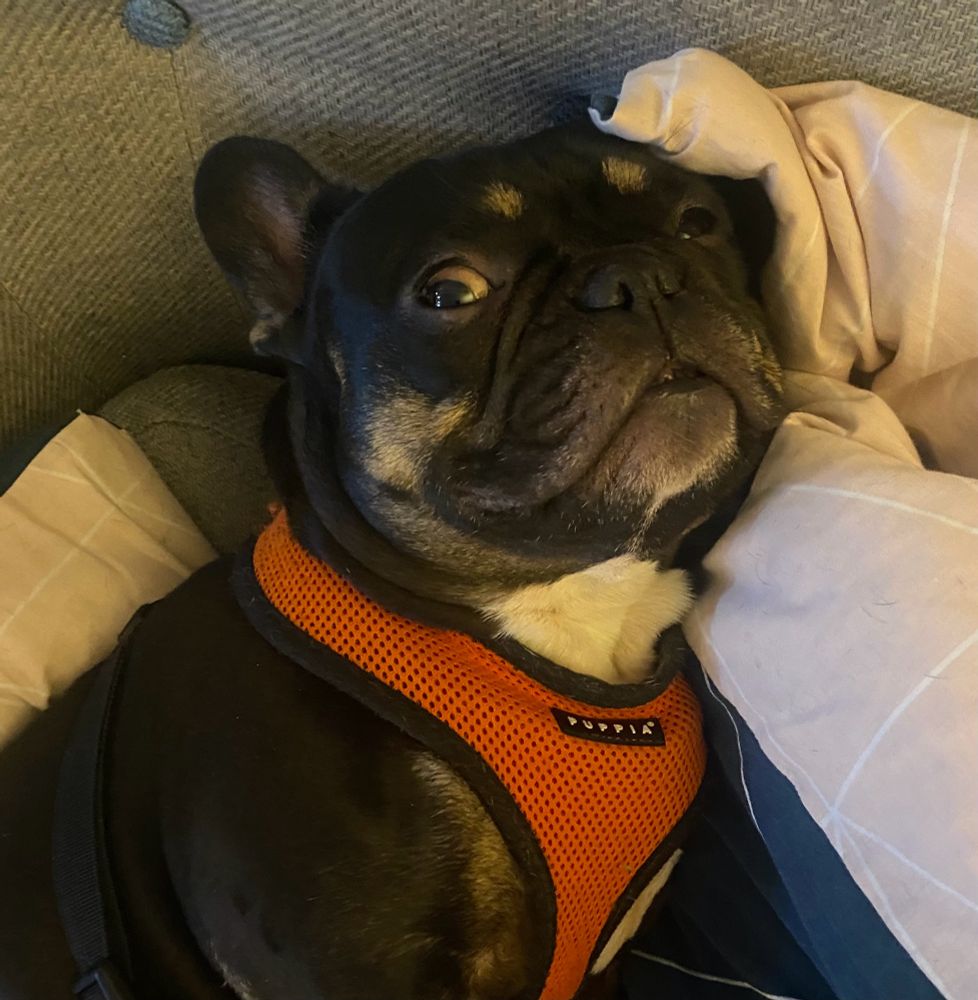 A black, tan and white French Bulldog called Gus wearing an orange harness and giving side eye 