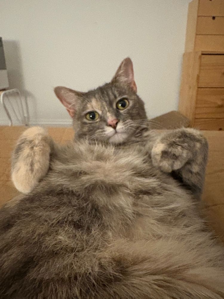 A dilute tortie cat lies in her back with her paws up, looking at the viewer