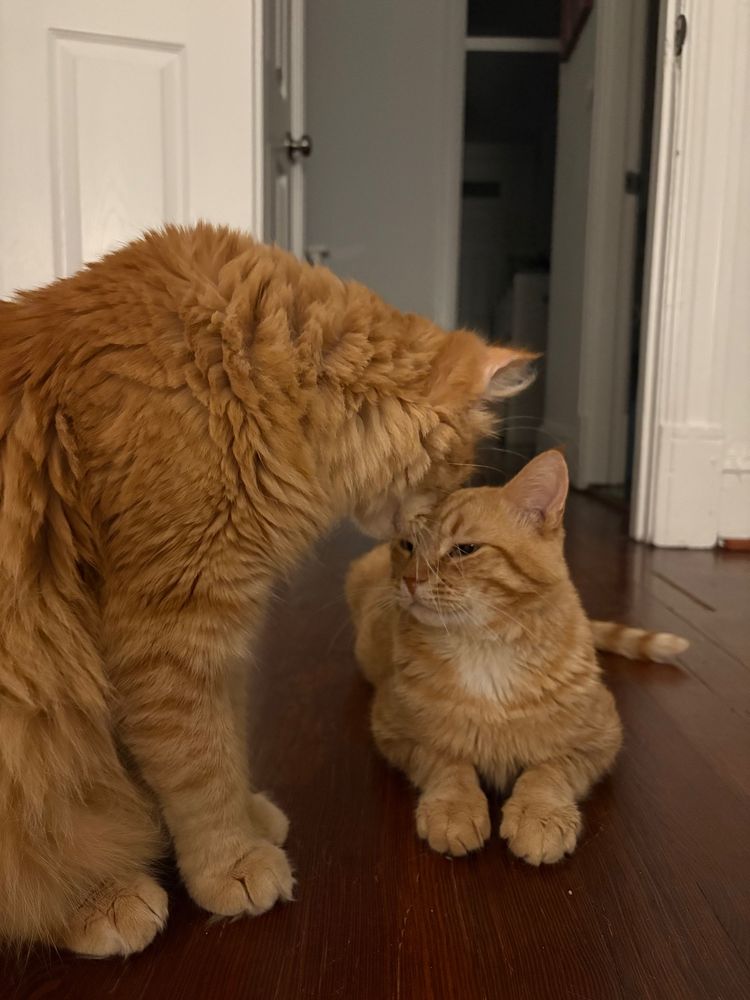 A big fluffy orange cat stands above a short-haired orange cat and gently kisses his head