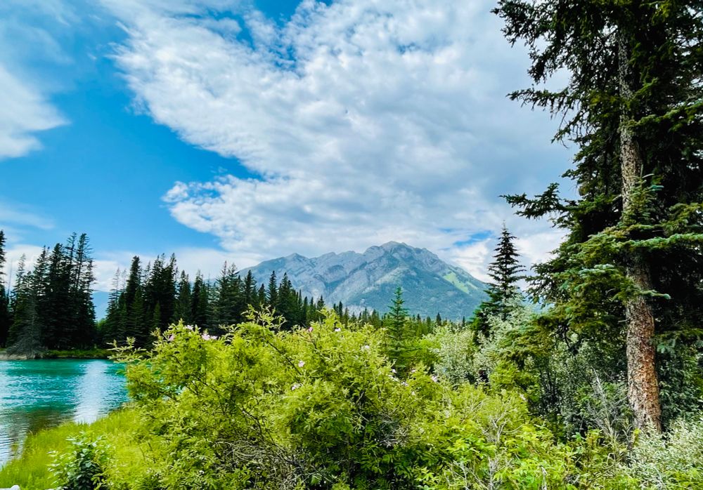 Wild rose bushes border a turquoise colored river lined with evergreen trees. Mountains can be seen in the distance and the sky is filled with white clouds with patches of blue sky.