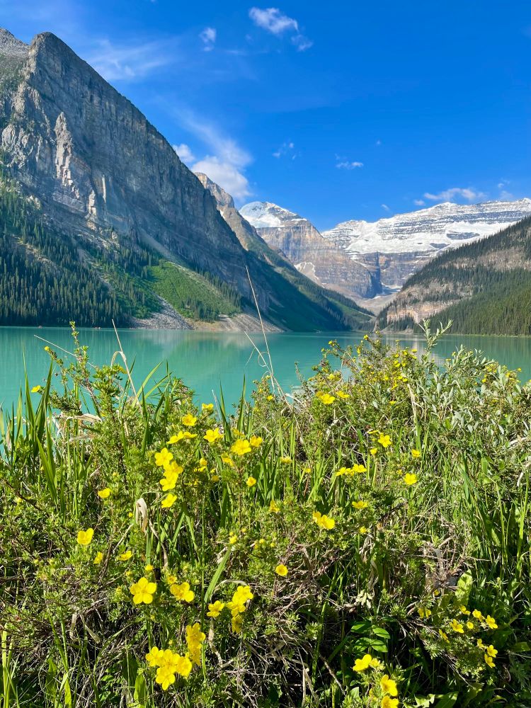 A patch of yellow flowers on the shore of a turquoise-colored glacier lake. Rocky mountains and evergreen trees surround the lake and a glacier can be seen in the distance. The sky is bright blue with a few wispy white clouds.