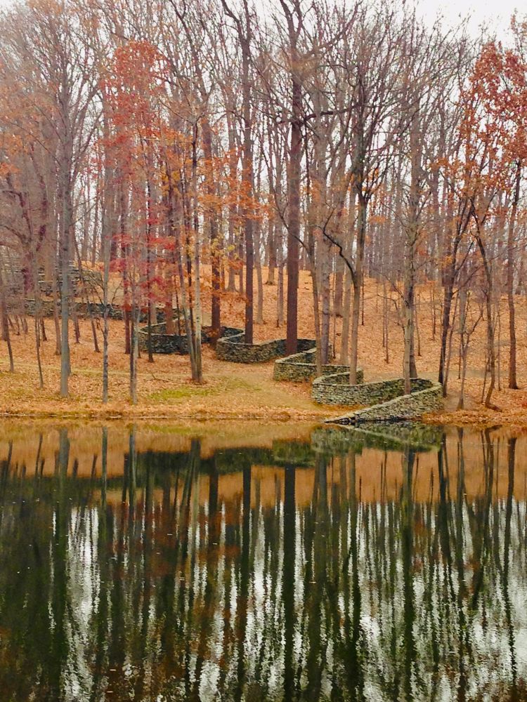 A stone wall curves and bends through the woods and into a calm pond in early November. 