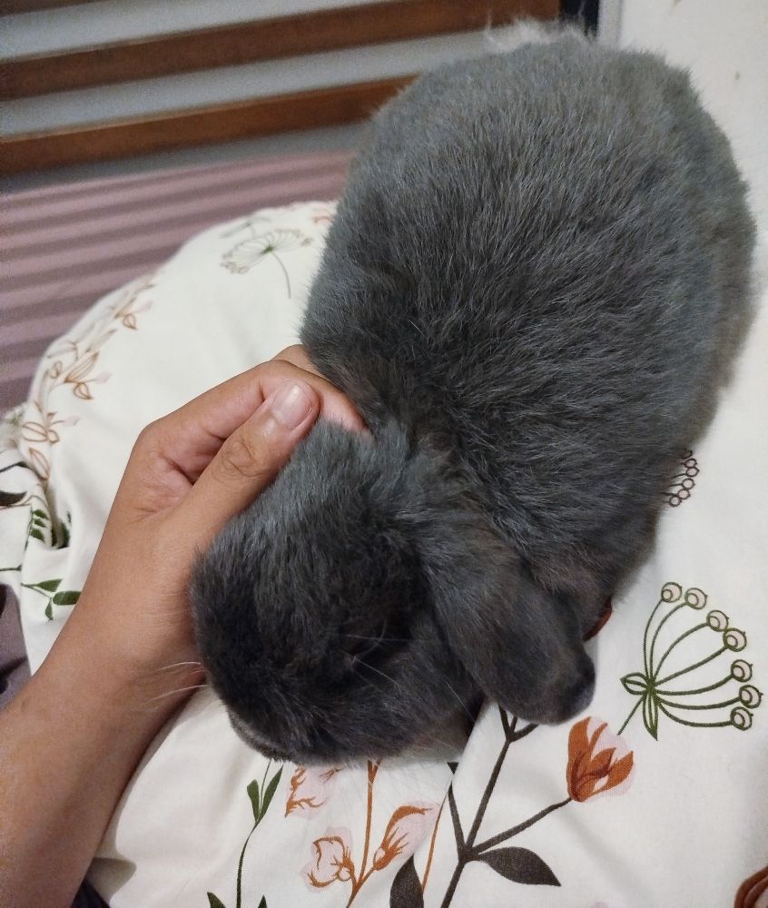 A hand petting blue holland lop rabbit