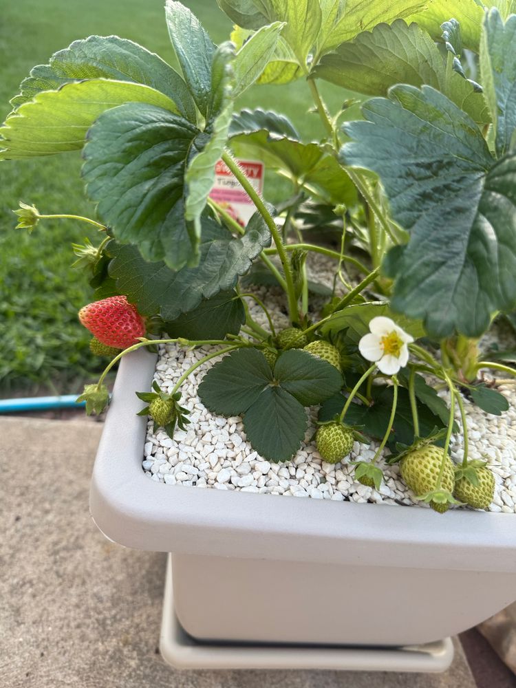 I’ve never grown strawberries before and I have so many of them, the first is almost ripe it’s quite red