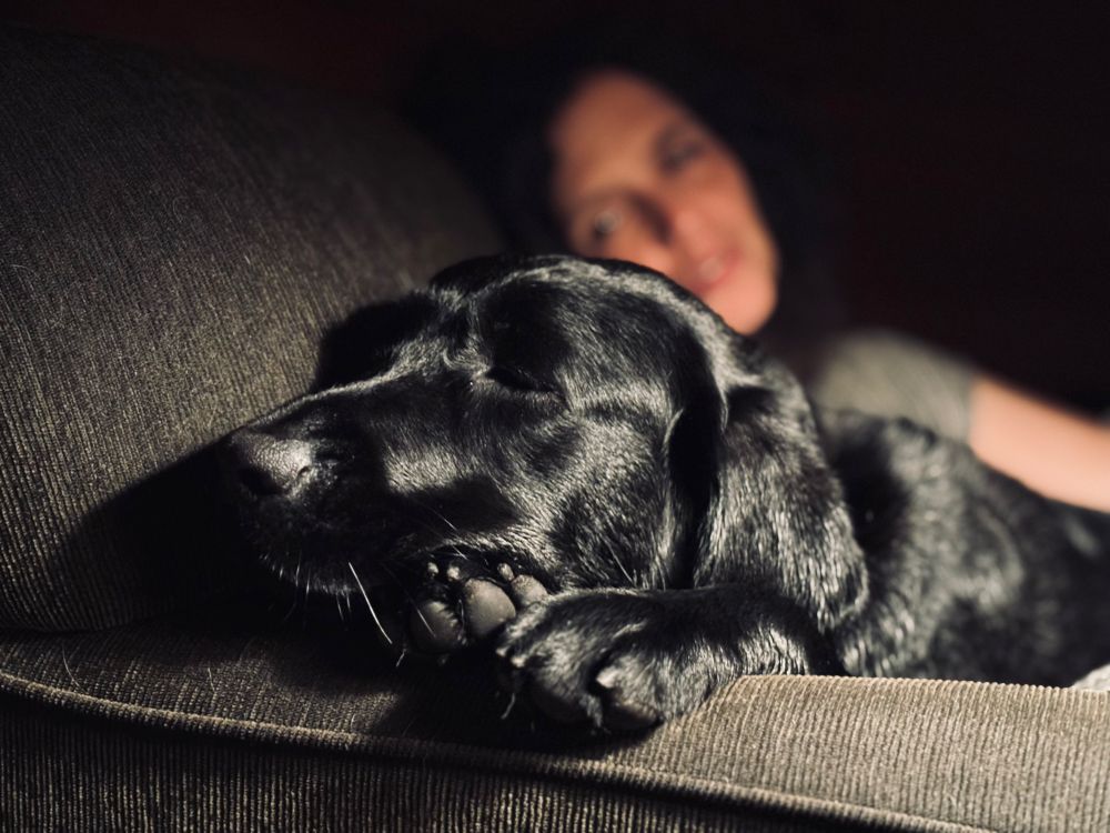 black lab asleep in a chair with a woman snuggling her