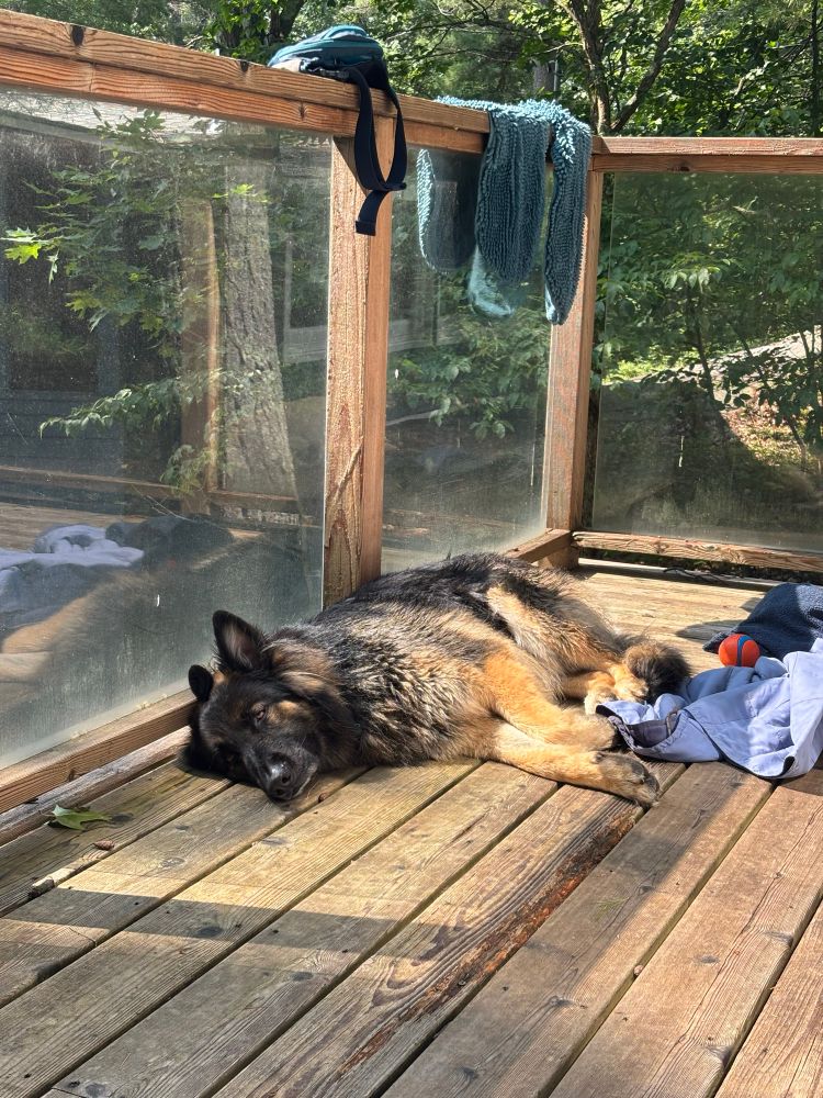 german shepherd sleep on a deck