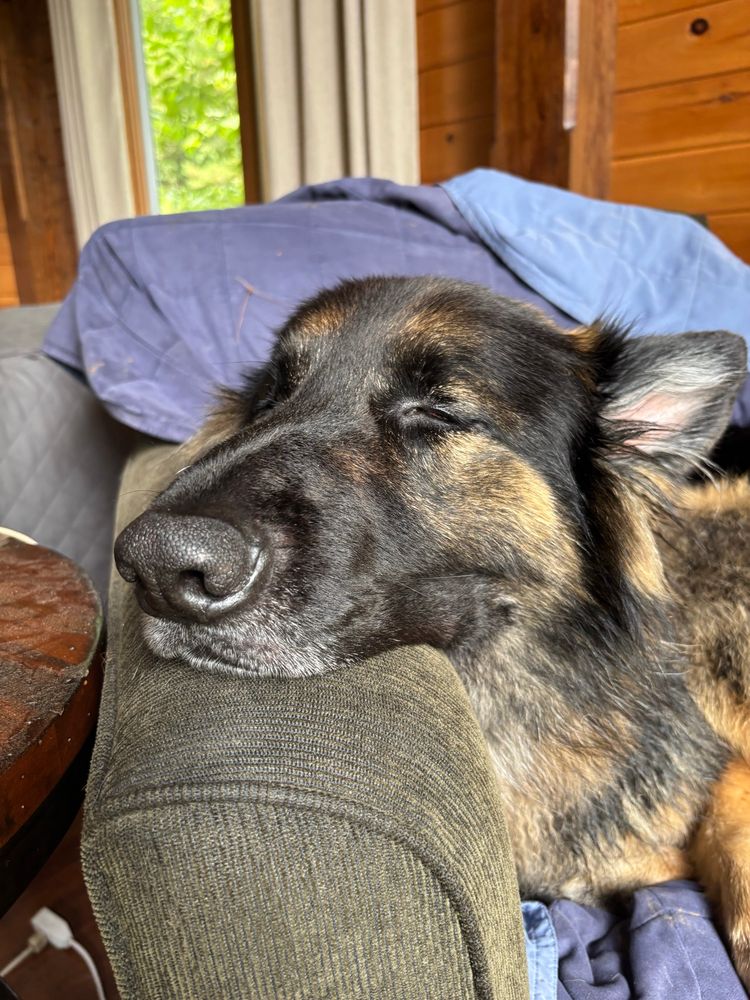 german shepherd sleeping in a chair
