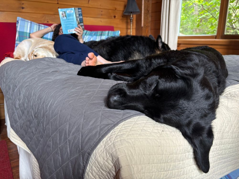 pile of dogs in a bed while a woman reads amongst them