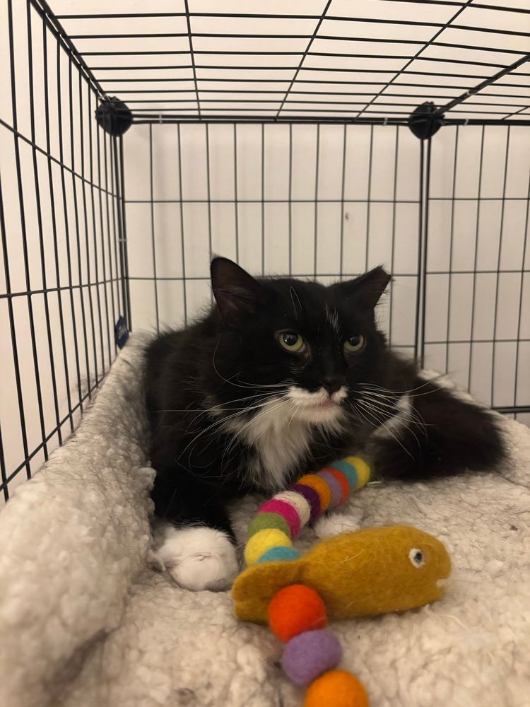 long-haired tuxedo cat with a crunch face, a toy, and a lot of bravery