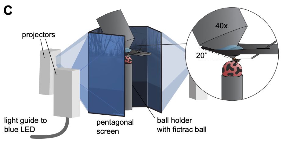 A fly on a spherical treadmill surrounded by four display screen and a microscope.