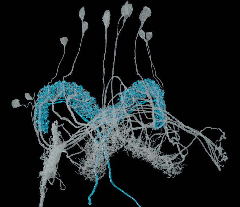 Two sets of connecting fly neurons with fine, wispy arbors.