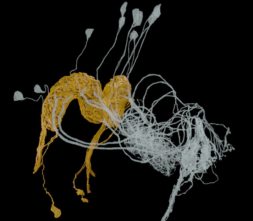 Two sets of connecting fly neurons with fine, wispy arbors.