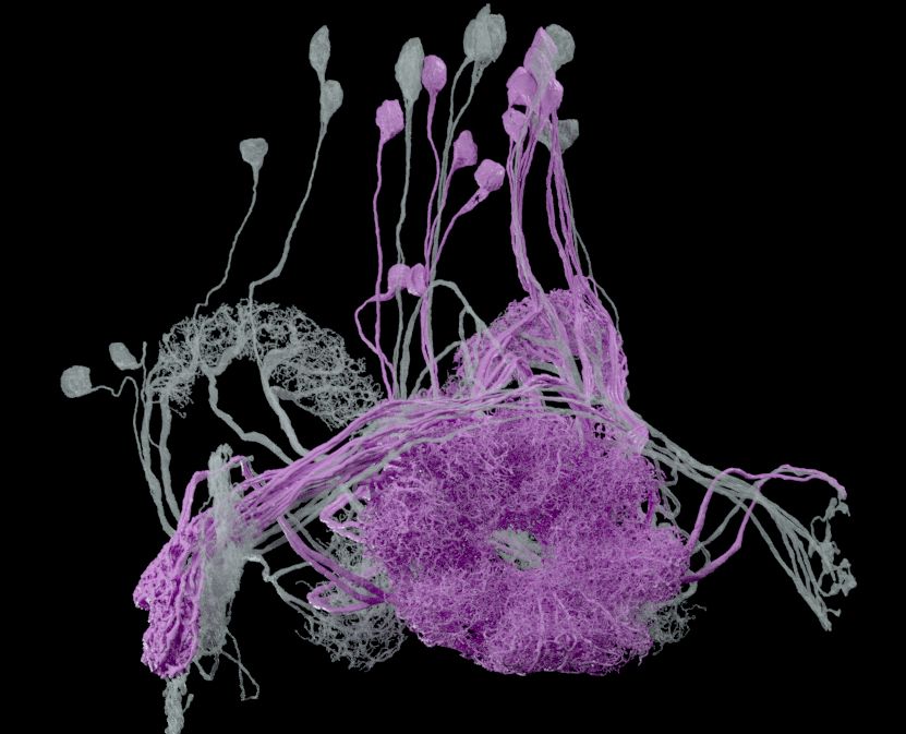 Two sets of connecting fly neurons with fine, wispy arbors.