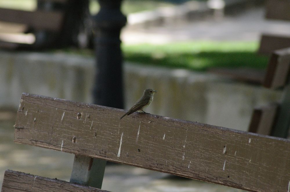 Pájaro en un banco del parque 