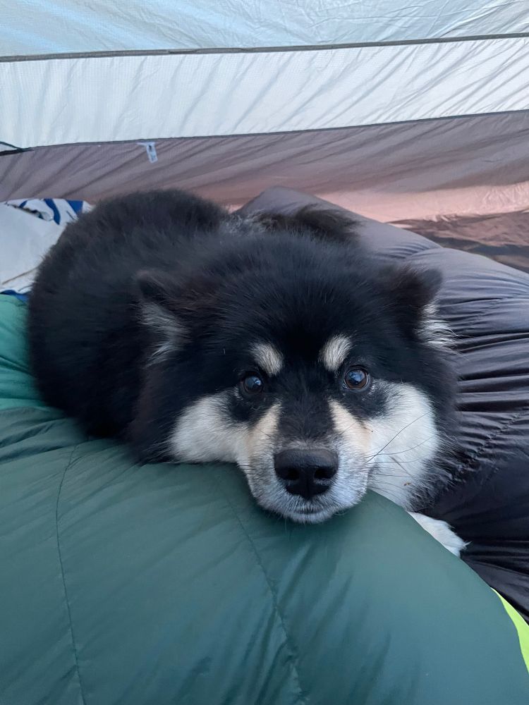 A fuzzy black dog looking lovingly over a sleeping bag