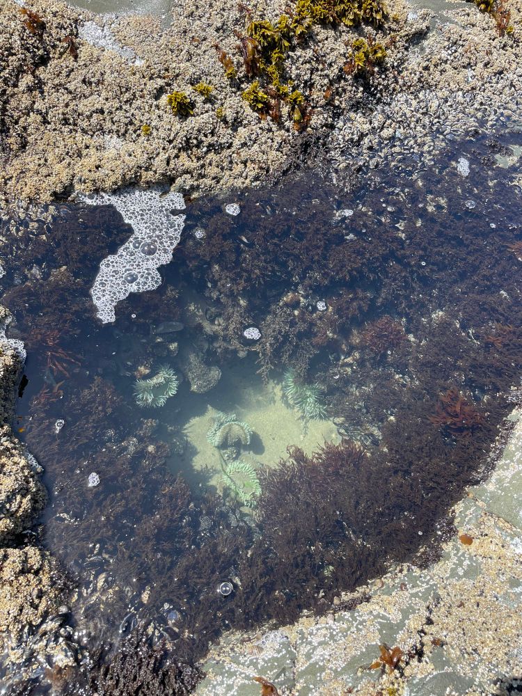 A tide pool full of anemones