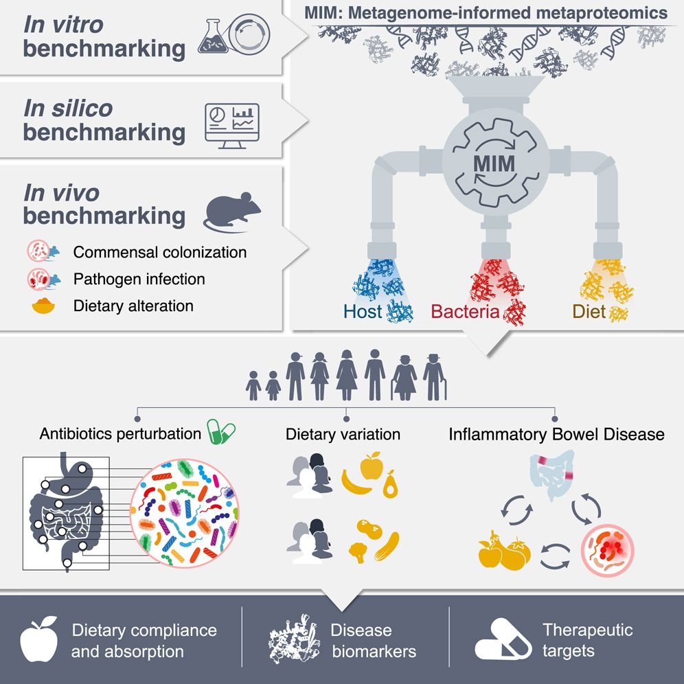 Highlights 
• Metagenome-informed metaproteomics (MIM) concurrently assesses diet, host, and microbiome 
• MIM distinguishes compositional from functional dysbiosis in multiple disease contexts 
• MIM links host IBD cues to commensal suppression and uncovers trans-kingdom biomarkers 
• MIM gauges IBD-related dietary shifts, EEN compliance, and small intestinal malabsorption 
⏬Dive into to learn more about how dietary-bacterial-host metagenome-informed metaproteomics #MIM assessment functionally uncovers trans-kingdom interactomes shaping #GI ecology while offering #personalized diagnostic & therapeutic insights into #MicrobiomeAssociatedDisease💡 🎯#IPHOMED (Integrated Proteo-genomics of HOst-MicrobiomE-Diet) may contribute to the decoding of the pathogenesis of microbiome-associated diseases, while unveiling promising diagnostic and therapeutic opportunities👏 
✨Benchmarking⏩In vitro, In silico, & In vivo #Disease compliance #Disease biomarkers #Therapeutics targets #Antibiotics💊 perturbation🙌