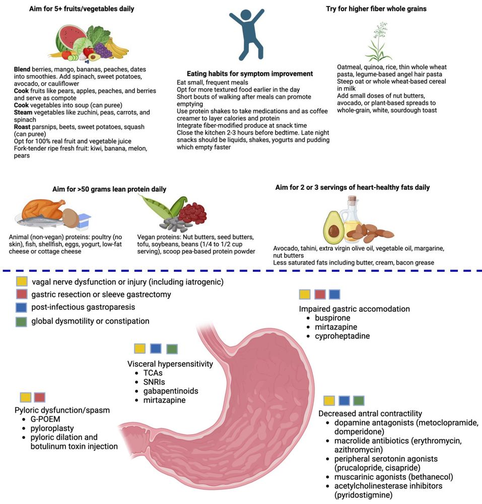 🎯#Practical approaches to managing gastroparesis👏
#BMoshiree #joytorious #DoerflerBethany #MichaelCline🎉
✳️Choice of therapy in gastroparesis based on possible #pathophysiolocal correlates
✅Dietary management ⏩#Nutrient drinks commonly used in gastroparesis👏
🎯Healthy diet & tips to reduce particle size in gastroparesis💡
🎯Red flags for disordered eating behaviors
🎯Alternate diagnoses to gastroparesis✨
#ViceralHypersensitivity #PyloricDysfunction #ImpairedGastricAccomodation #DecreasedAntralContractility #VagalNerveDysfunction⚡️