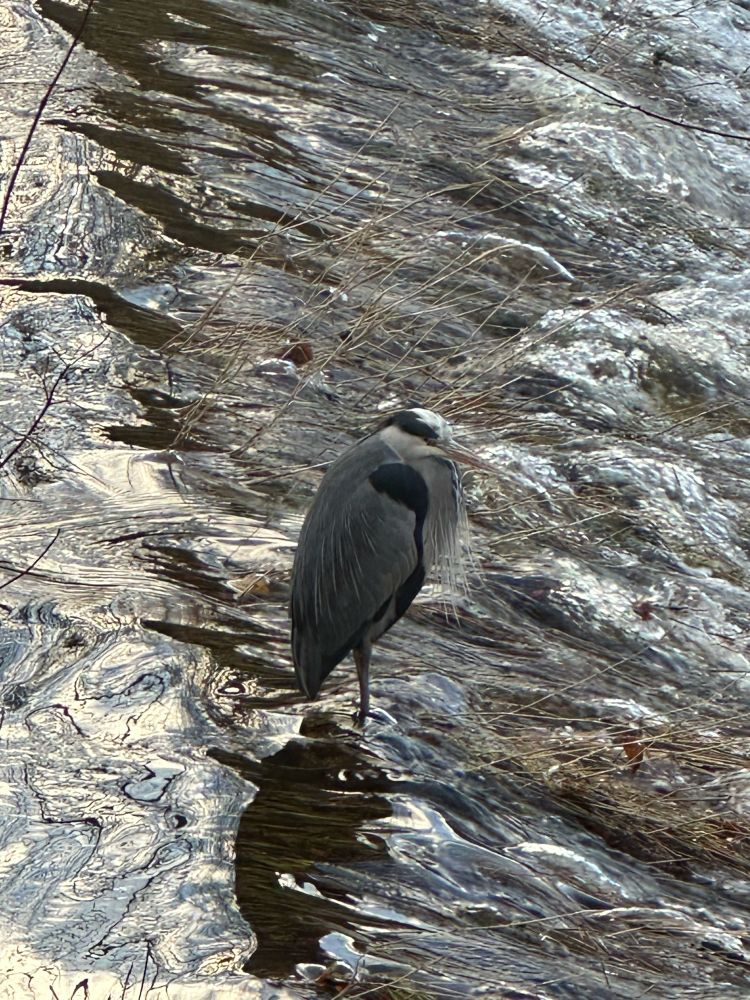 The heron turns to look at me. Oh no.