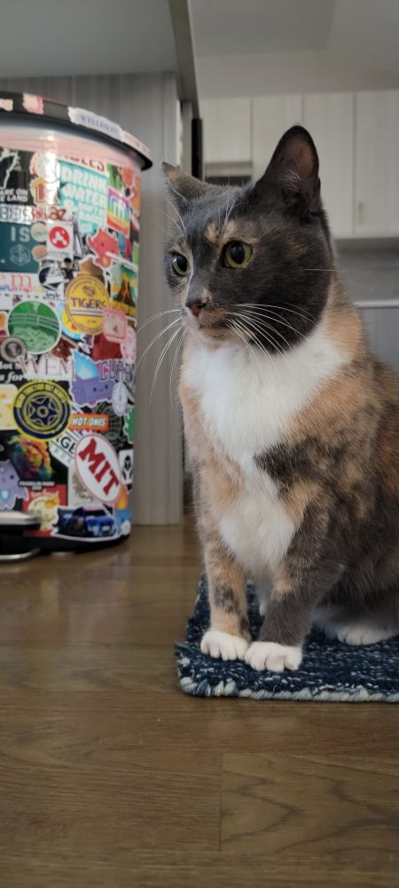 Mila, a calico cat sits on a blue rug next to a garbage can covered in stickers.