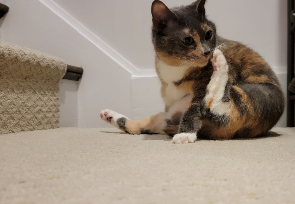 Mila, a bobtail calico, has a moment of contemplation mid bath. I found her in my parent's front yard 9 years ago, she was a very friendly 2 lbs kitten. Perpetual lap cat and my favorite coworker.