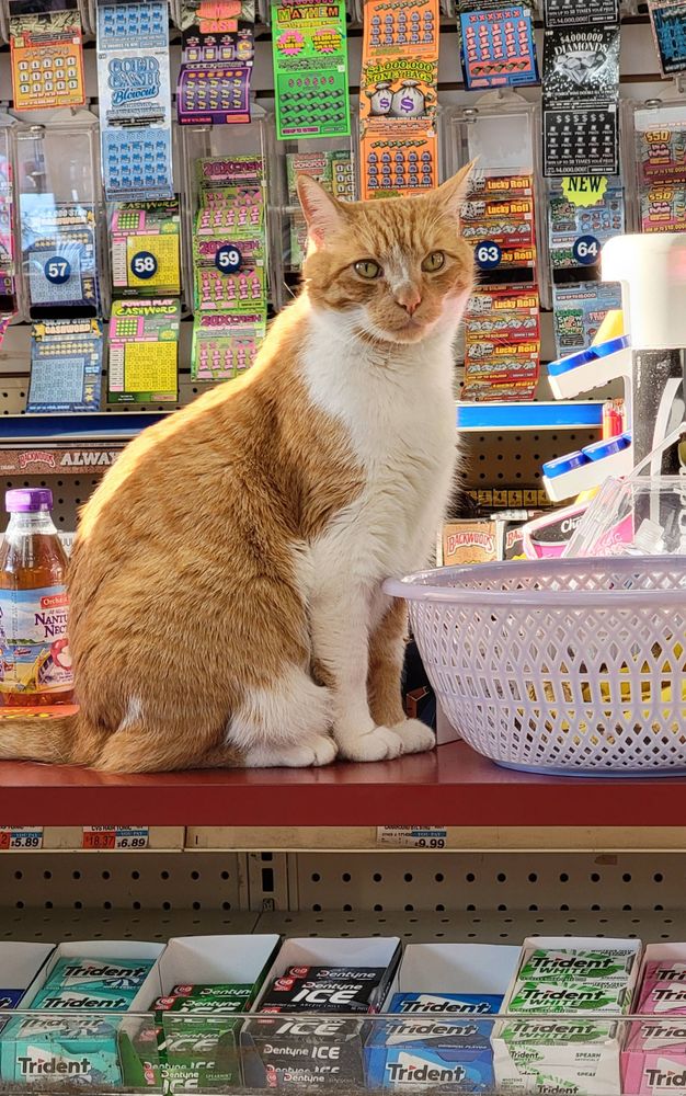 Simba, a majestic and friendly half ginger and white cat, waits patiently on the counter. Plastic bins in the background hold reels of scratch off lottery sheets. He is usually found curled up on a stool behind the register.