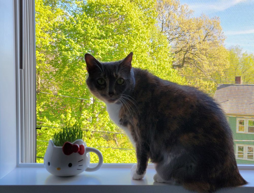 Mila, a calico cat, sits on a window ledge, green trees visible in the background wearing their finest spring garments. In front of Mila is a hello kitty pet grass container. She truly loves eating grass. She does not excel at shoveling it into her toothy maw