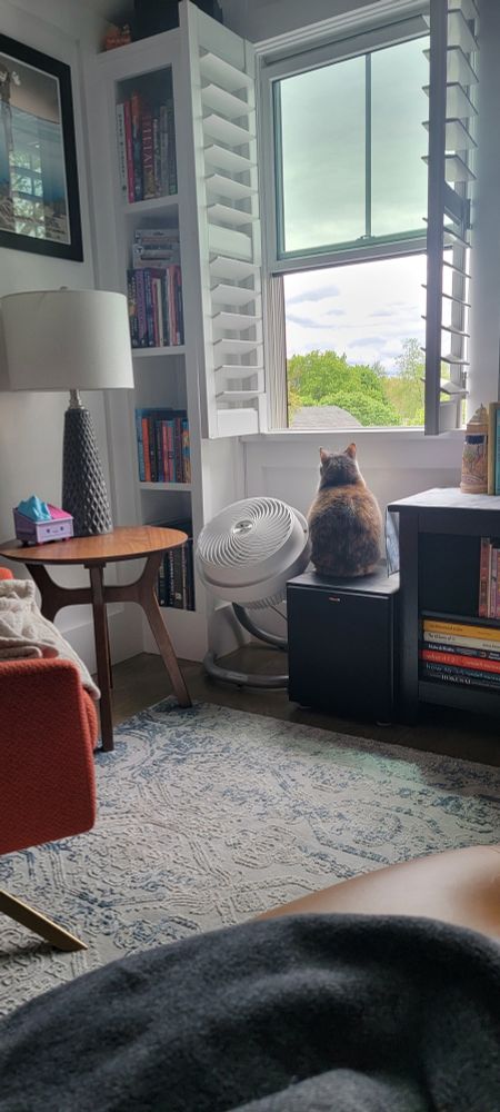 Mila, a calico cat, sits on a subwoofer and stares out the window. Spring in Boston is lovely, everything pops with green. The birds have been especially vocal, which Mila enjoys.