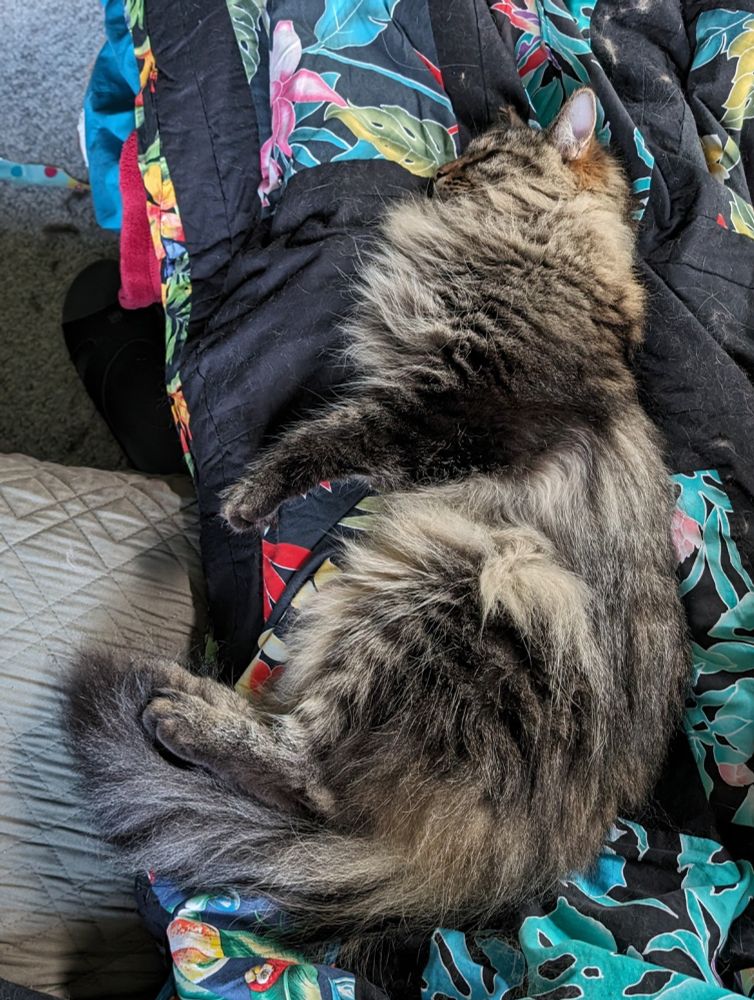Fluffy brown tabby asleep on a quilt made from a colorful aloha shirt