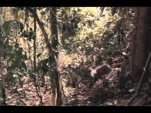 Dna Trailer 1997