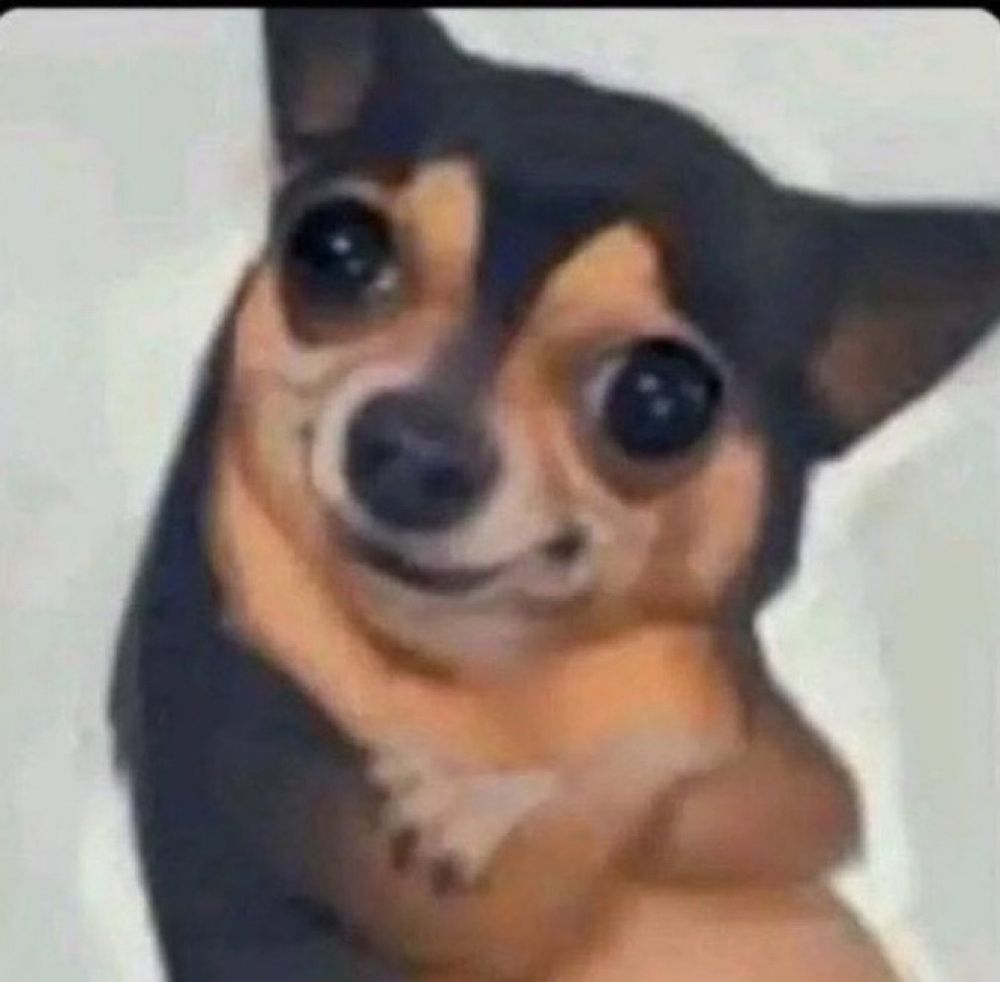 The damn smug dog again