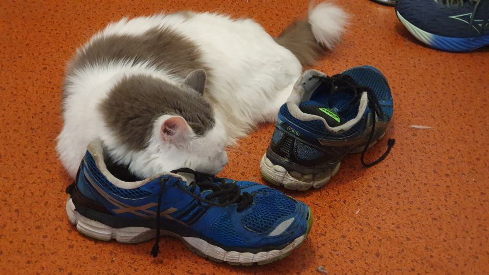 White and gray cat with gray tail and white tail tip lies snoozing using one of his dad's shoes as a pillow. 