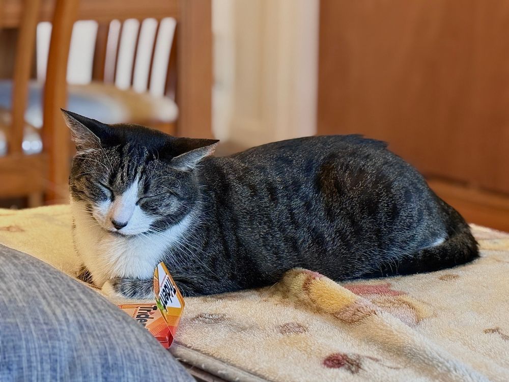 a grey and white cat, sleeping on a blanket-covered couch