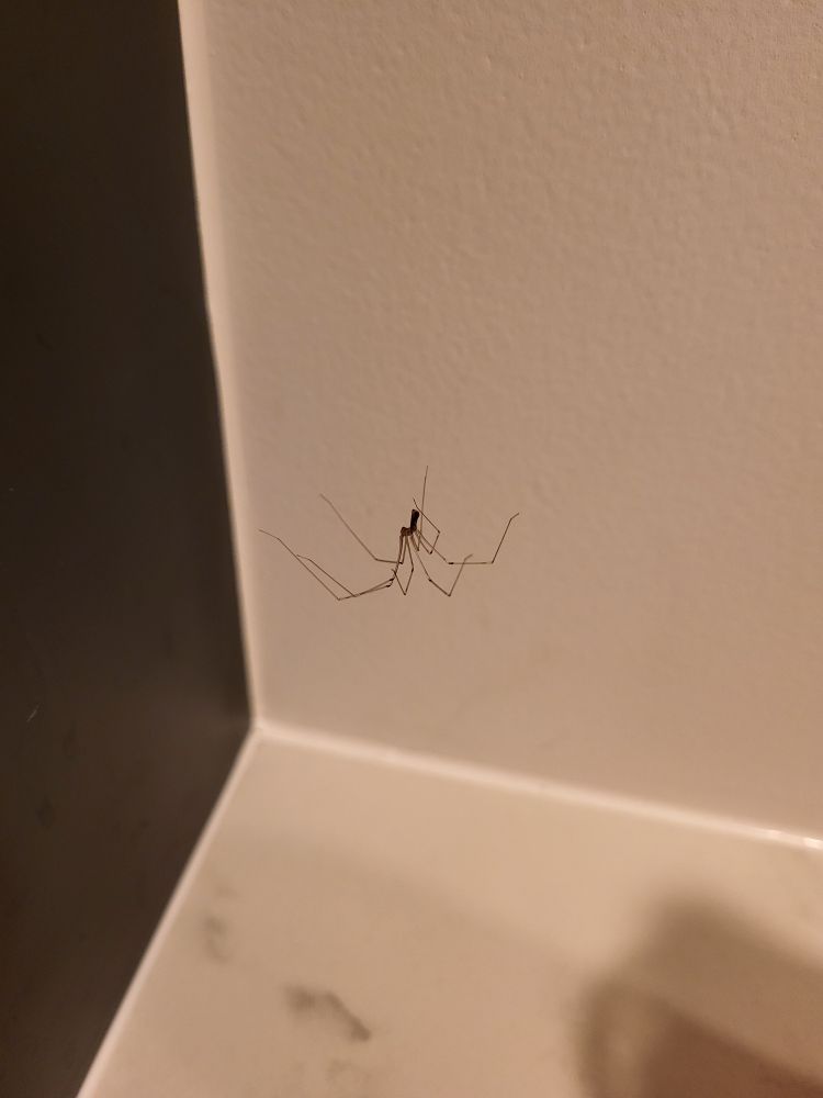 Une petite araignée toute fine 