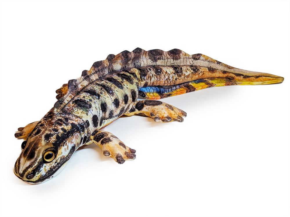 A photograph of a realistic plush Smooth newt. The fabric is printed with a design originally created with watercolours and inks, giving it an "illustrated" appearance. It has glassy gold eyes.